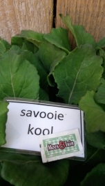 Savooie kool plant