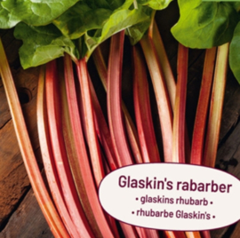 Rabarber knol Glaskins