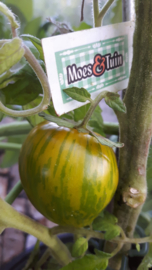 Tomaat plant, Zebra tomaat, gestreept