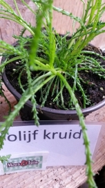 Olijfkruid plant