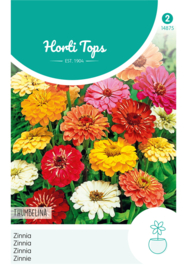 Zinnia, Thumbelina dwerg 4875