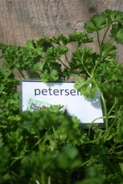 Peterselie, krulpeterselie plant