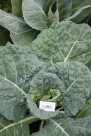 Savooie kool plant