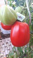 Tomaat plant, Pruim tomaat pitloos, Cornabel