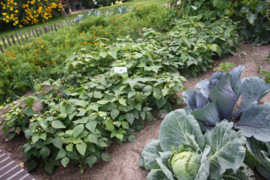 Augustus, oogsten planten en zaaien