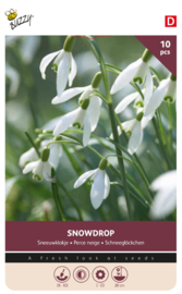 Sneeuwklokjes