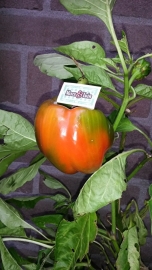 Paprika plant, Oranje Paprika