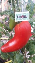Tomaat plant, Pruim tomaat pitloos, Cornabel