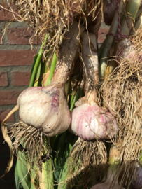 Winter knoflook Violet  Germidour