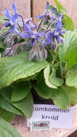 Komkommerkruid, Borage plant