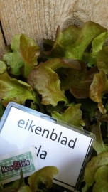 Eikenblad sla plant