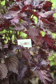 Shiso,  notenkruid,  japanse peterselie plant