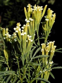 Tagetes Minuta Afrikaan 25gram