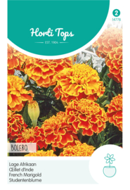 Afrikaan Tagetes Bolero 4778