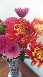 Chrysant stekken te koop