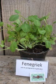 Fenegriek