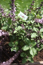 Basilicum Magic Blue