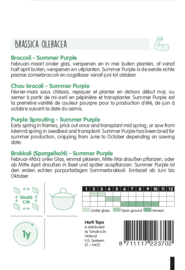 Broccoli summer purple 2237