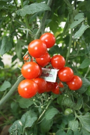 Tomaat plant, Geënte kers tomaat (cherry)