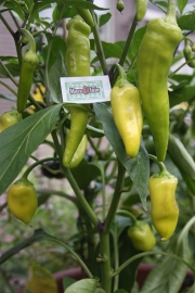 Paprika plant, Punt Paprika