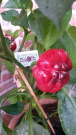 Paprika plant, Snack paprika