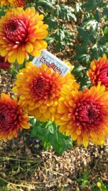 Chrysant stekken te koop