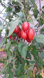 Tomaat plant, Mini Roma geënte tomaat