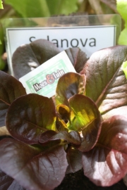 Salanova  rood, sla plant