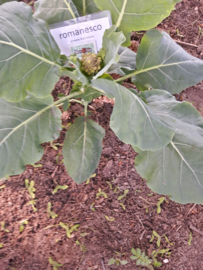 Romanesco, groene bloemkool plant