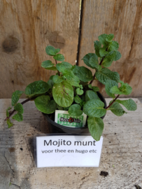 Mojito munt