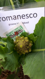 Romanesco, groene bloemkool plant