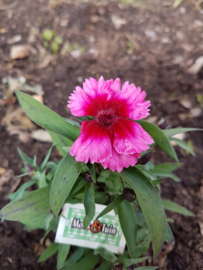 Anjer, dianthus, eetbare bloem