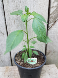 Peperplant, Jalapêno peper