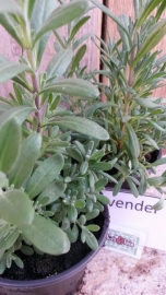 Lavendel plant