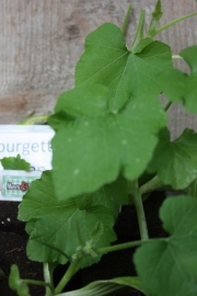 Courgette plant geel