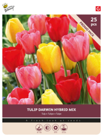 Tulpen mix darwin 25 stuks