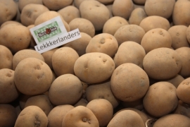 Pootaardappel Lekkerlanders 0.5 kilo