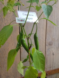 Peperplant, Cayenne Peper