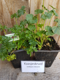 Kaasjeskruid, plant