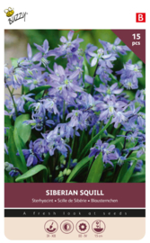 Scilla Siberica verwilderingsbloemetje