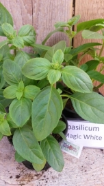 Basilicum Magic White