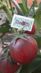 Tomaat plant, Zwarte tomaat, black russian