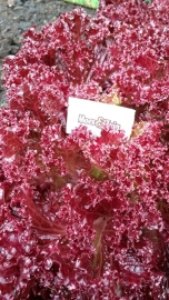 Lolla Rossa sla plant