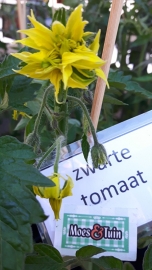 Tomaat plant, Zwarte tomaat, black russian