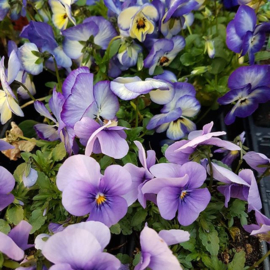 Viooltje, Bosviooltje, eetbare bloem plant