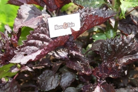 Shiso,  notenkruid,  japanse peterselie plant