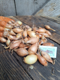 Winter plantui Shakespeare Biologisch