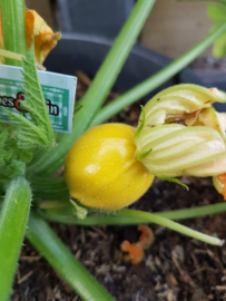 Courgette plant, Bol courgette geel