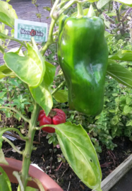 Paprika plant, Rode paprika