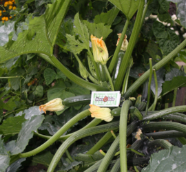 Courgette plant groen